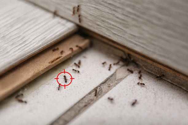 Best Best Pest Control Companies  in Port Charlotte, FL