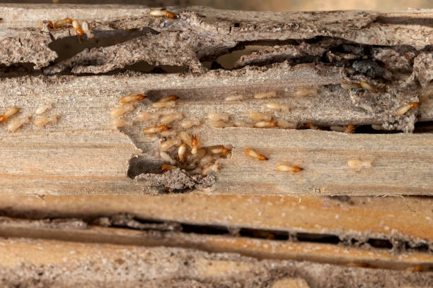Best Insect Control  in Port Charlotte, FL